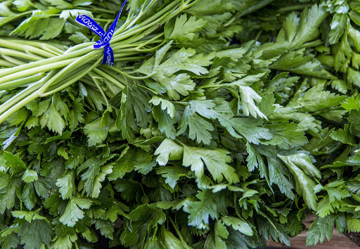 جعفری را چگونه بکاریم